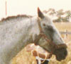 Equine Cushings Disease