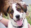 Cushings dog